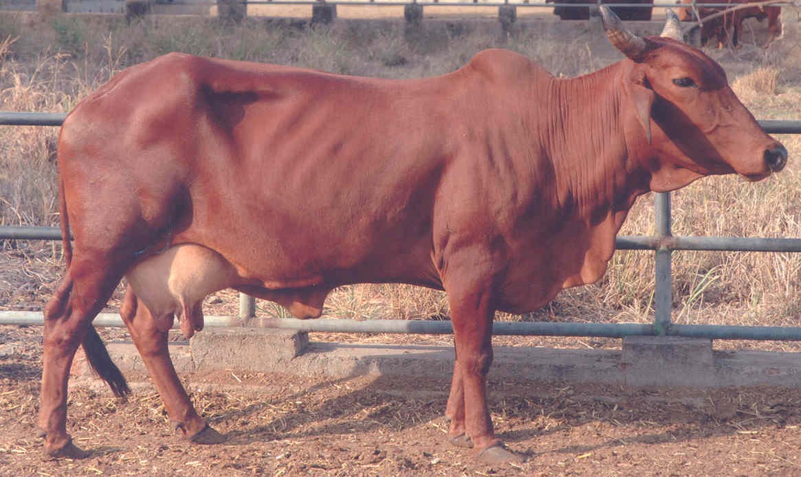 Dairy Farming: INDIAN BREEDS OF CATTLE